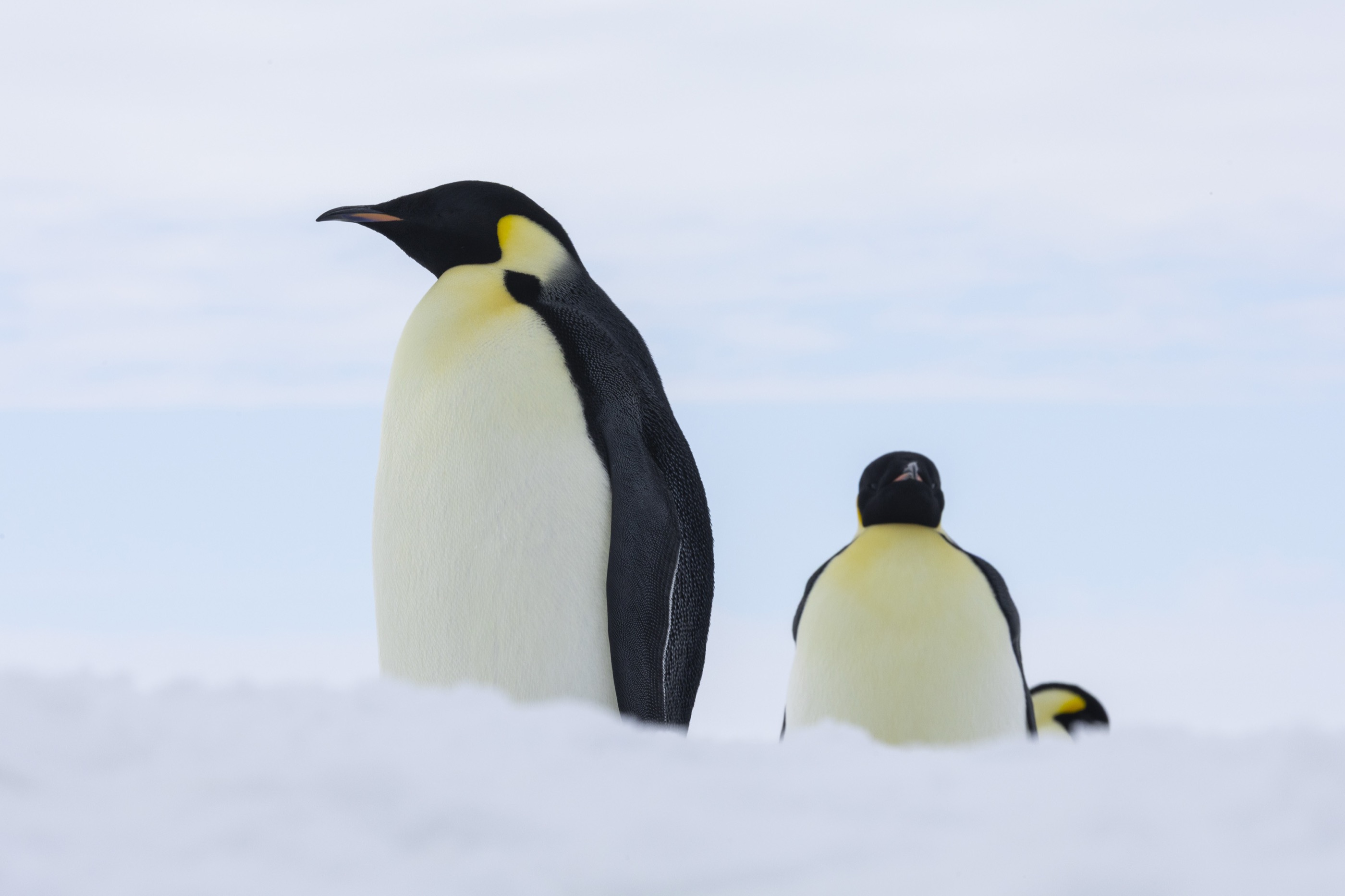 Two emperor penguins on the sea ice, Ross Sea