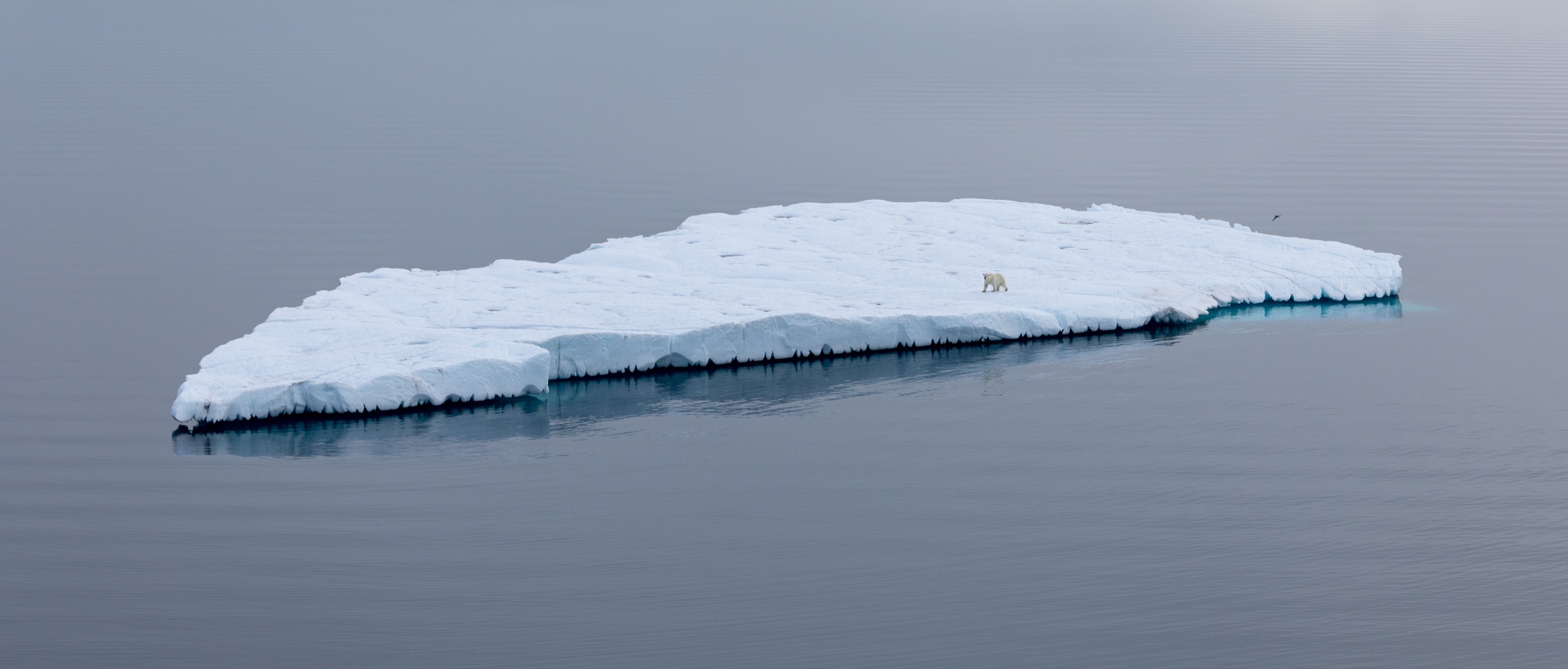 Polar bear on a sea-ice floe, Ellesmere Island